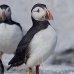 puffin_atlantic_msi_v_1181_can0801.jpg